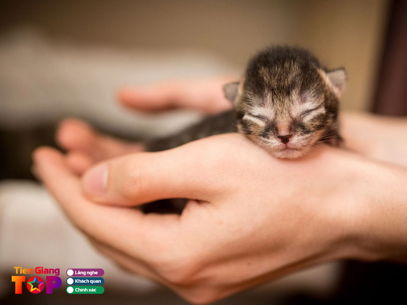 Nhung-luu-y-khi-mua-meo-tiengiangtoplist