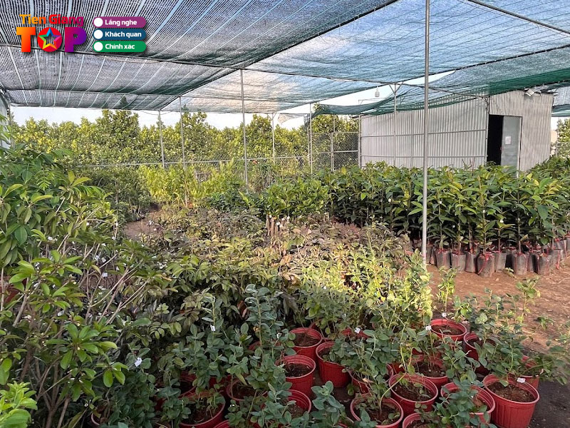 Trung-tam-cay-giong-tien-giang-tiengiangtoplist